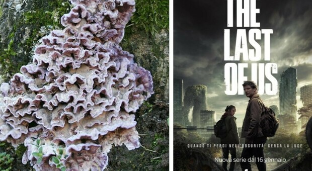 Uomo infettato da un fungo: «Come nella serie The Last of us». È il primo caso al mondo: ecco dove