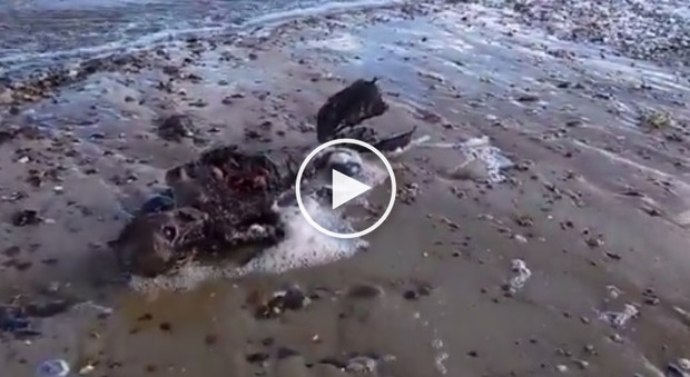 «Ho trovato una sirena in decomposizione»: il video inquietante dalla spiaggia del Nord