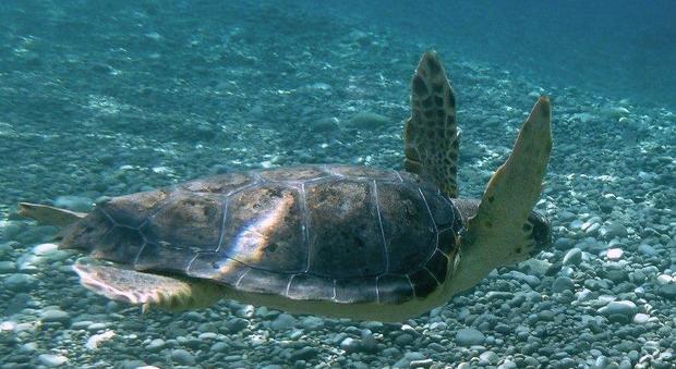 Portici, inaugura Osservatorio del mare: un vero ospedale per le tartarughe marine