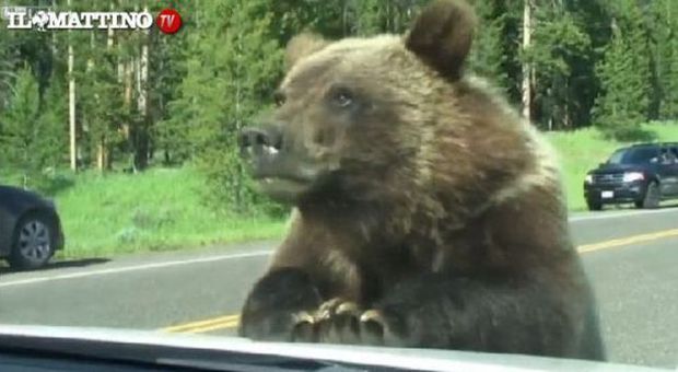 Un orso curioso dà il benvenuto a una famiglia di turisti, ma la reazione... Guarda
