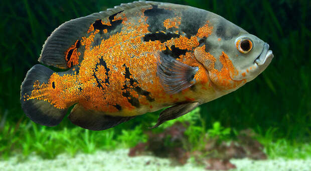 Un esemplare di pesce Oscar (immag diffuse da Verde Vivo)