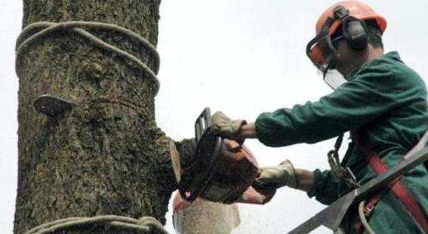 Rubano 207 alberi ad alto fusto Tre boscaioli finiscono a processo