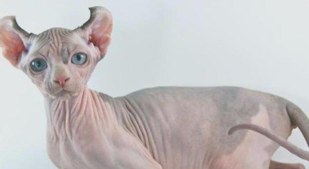Ecco Elf, la nuova razza di gatti "pipistrello": dalla Russia in mostra a Padova