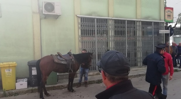 Pitbull azzanna un cavallo che fugge per le strade del paese: ferito il giovane al galoppo