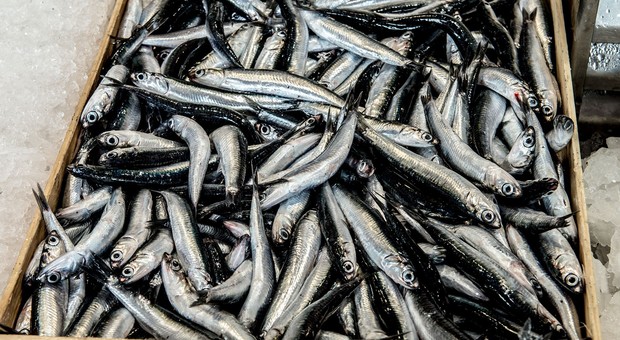 Il movimento delle Sardine fa aumentare le vendite delle sardine: più 15%. Ma Salvini non le mangia, digiuna