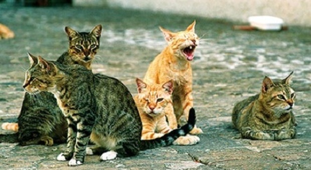 Bocconi avvelenati alla colonia felina: 2 gatti morti e 3 salvati in extremis