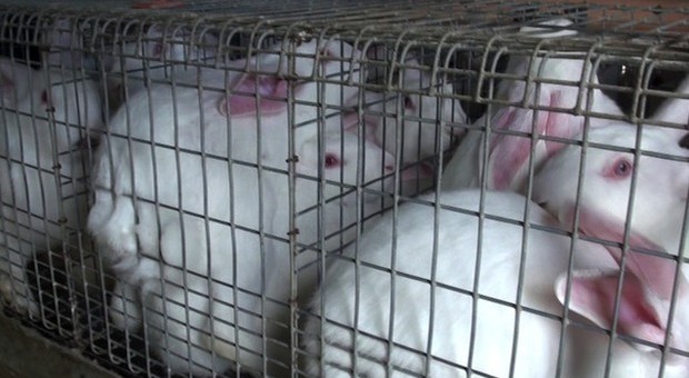 Attivista vegana libera 16 conigli e i contadini sparano alla sua auto