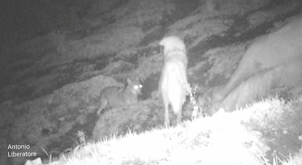 Il lupo a caccia di notte, scacciato da un cane pastore (immagini e video per gentile concessione di Antonio Liberatore)
