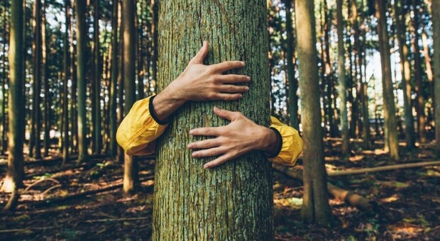 Chicco Testa: «La sfida climatica si vince con mille miliardi di nuovi alberi. E le aziende devono diventare più sostenibili»