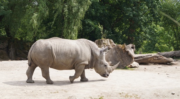 Rinoceronte bianco (Foto di Melly95 da Pixabay)
