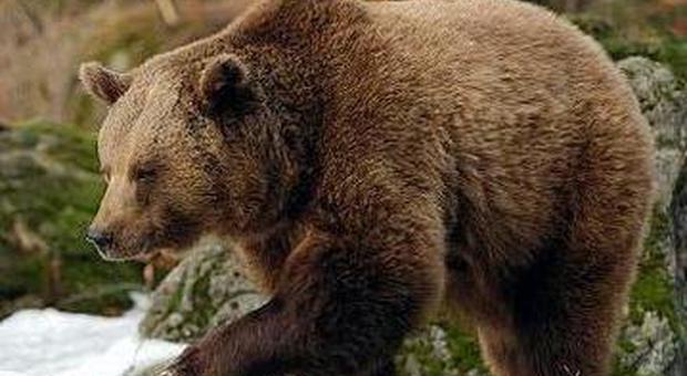 Altopiano di Asiago, l'orso continua a colpire Coldiretti: prima dell'animale tutelare la gente