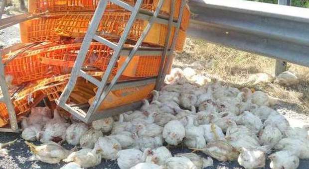 Si rovescia un Tir carico di polli Superstrada bloccata in Vallesina