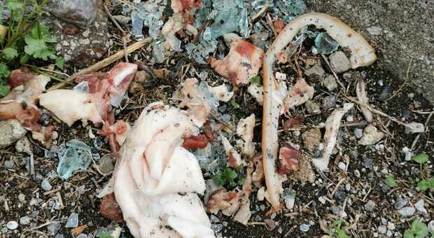 Bocconi di cibo avvelenati a Corbara: uccisi cinque cani