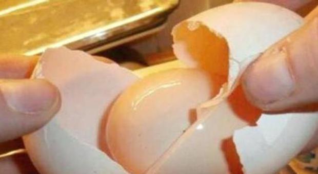 Trova un uovo "gigante" nel pollaio: dentro nasconde una sorpresa
