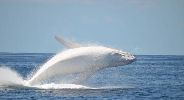 La danza di Migaloo: ecco la balena albina che fatto impazzire il web