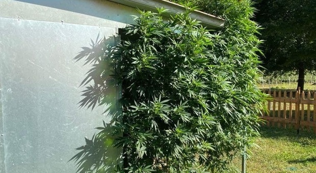 La rigogliosa piantagione di marijuana