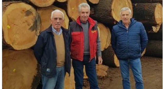 Famiglia compra 1000 quintali di pini caduti: «La offriamo agli artigiani»