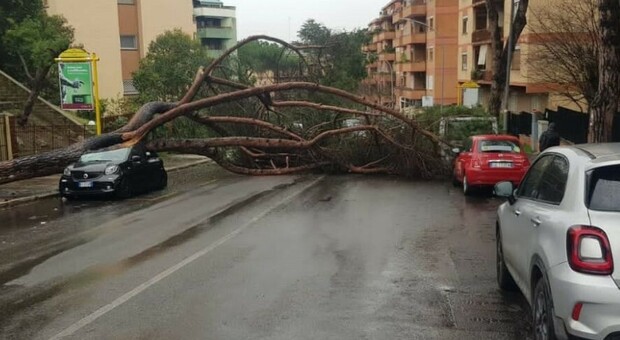 Roma, il maltempo non dà tregua: tornano a "piovere" alberi. Pino crolla al Torrino. «Come un'esplosione»