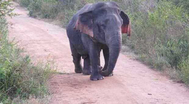Ecco l'elefante nano scoperto in Sri Lanka. E' alto un metro e mezzo