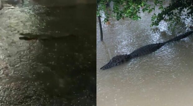 Alluvione a Rio de Janeiro, alligatori nuotano nelle strade allagate: i video sui social