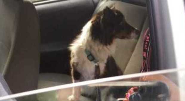La Spezia, morto cane lasciato in auto sotto al sole