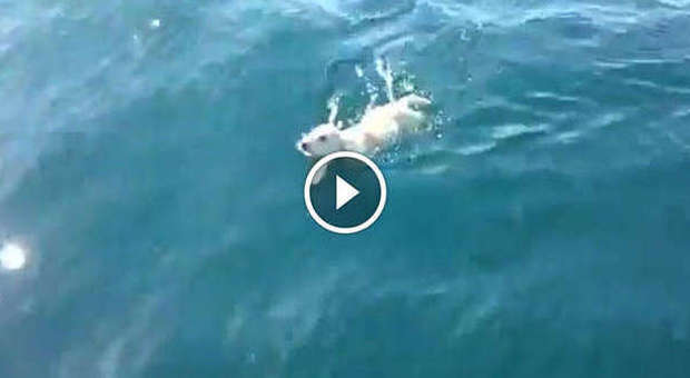 Cucciolo di cane cade in mare dall'aliscafo e nuota per ore