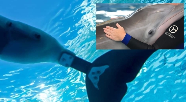 Winter, la delfina senza coda (immagini diffuse sui social da Clearwater Marine Aquarium)