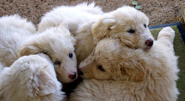 Lazio, 8 cuccioli di pastore maremmano brutalmente uccisi a picconate: denunciato un pensionato