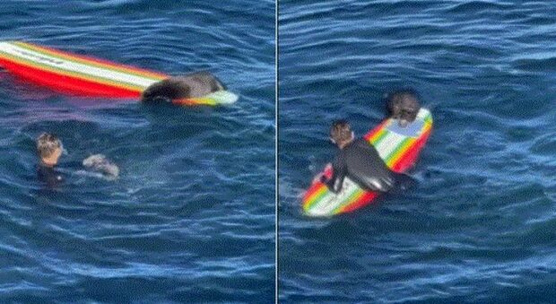 Lontra marina terrore dei surfisti in California, attacca le tavole in mezzo al mare: il video virale sul web