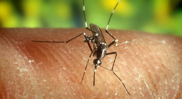 Il virus della febbre dengue viene trasmesso da zanzare infette