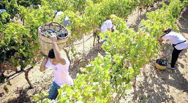 Richiedenti asilo come "schiavi" per raccogliere uva nei campi