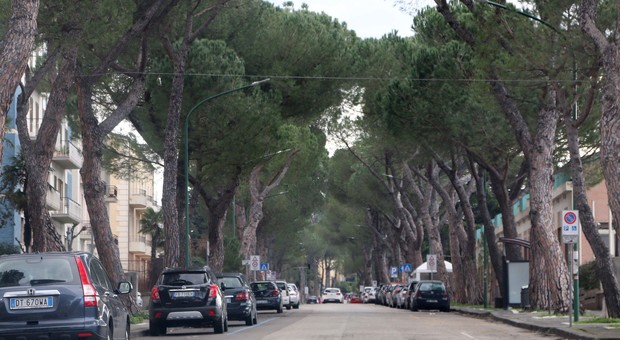 Benevento, inchiesta sull'abbattimento dei pini in viale degli Atlantici