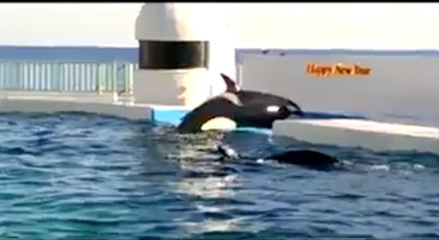 L'orca piange disperata: "Ha perso la sua famiglia". Il video è straziante