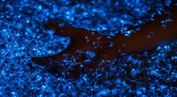 Bioluminescenza, il mare si illumina: ecco dove fare il bagno tra mille luci blu