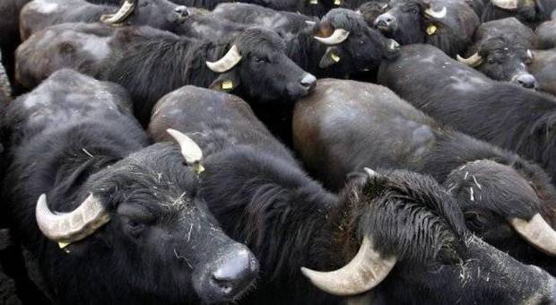 Mandria di bufale travolge e uccide operaio nell'allevamento a Salerno