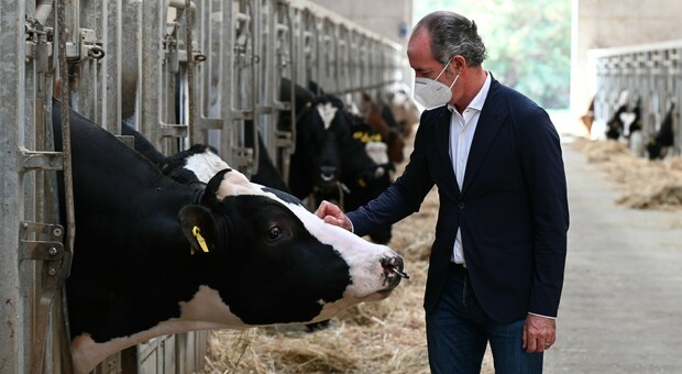 Miura, il toro da un milione di euro, con il presidente della Regione Luca Zaia