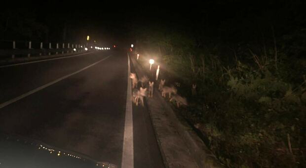 Gran Sasso, spettacolo della natura: cuccioli di lupo attraversano la strada