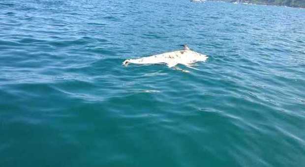 Ancona, la morte del delfino davanti alla costa commuove i bagnanti