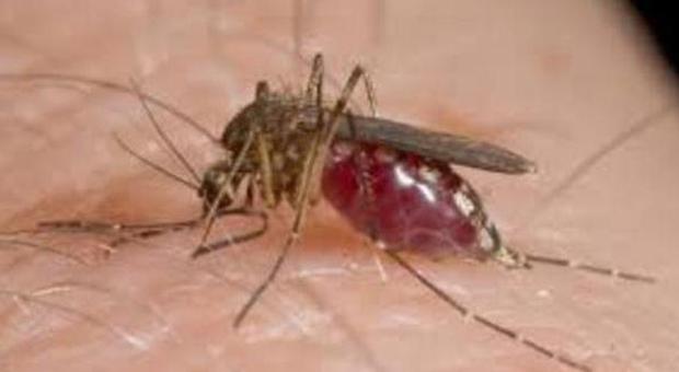 “Prede” delle zanzare? Dipende tutto dai geni