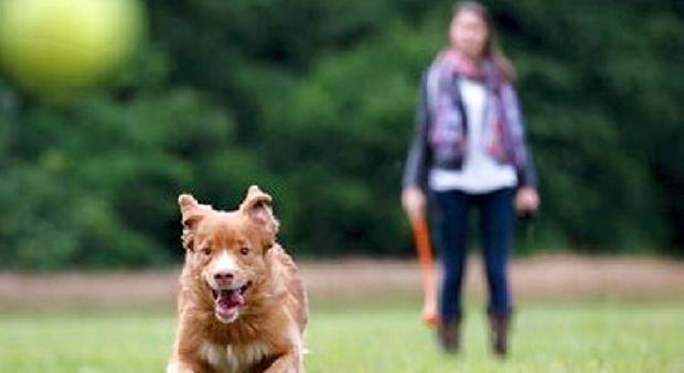 Cani e sigarette banditi dai parchi cittadini: sanzioni fino a 500 euro