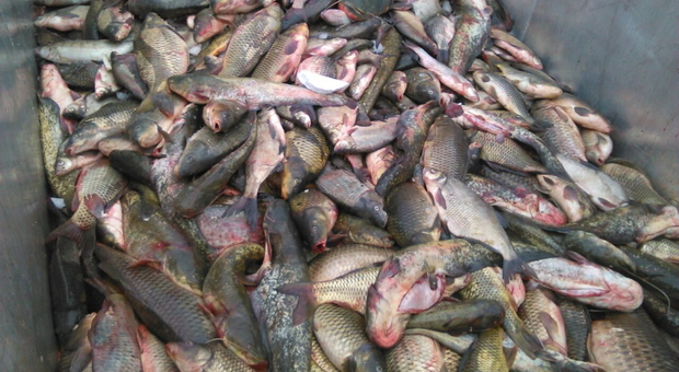Accuse ridotte ai predoni del pesce: niente associazione a delinquere, resta la vendita illegale