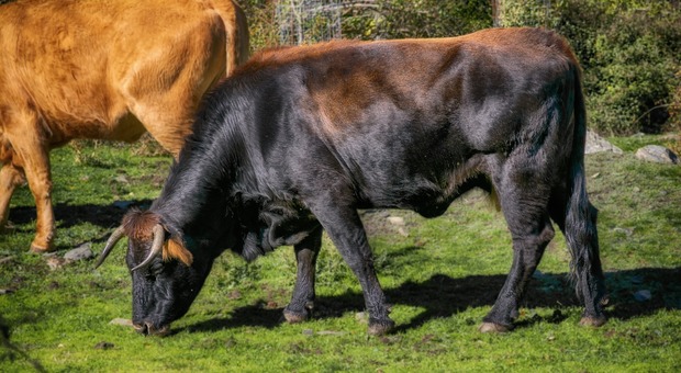 Visita un vitellino, ma il toro-papà lo incorna: muore veterinario di 52 anni