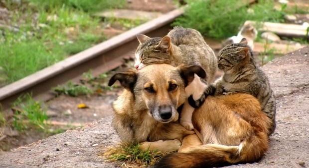 Cani e gatti randagi, un bando per il nuovo rifugio nel Cilento