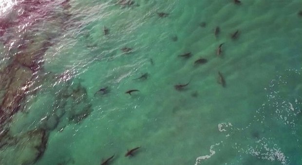 Centinaia di squali in Israele