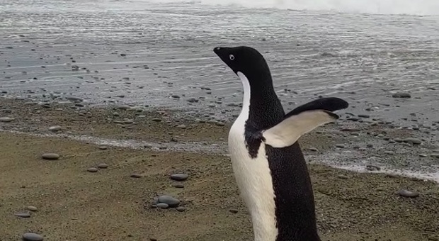 il pinguino Adelia trovato in Nuova Zelanda