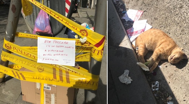 Roma, gatto morto da due giorni in strada, i vigili lo recintano come una buca