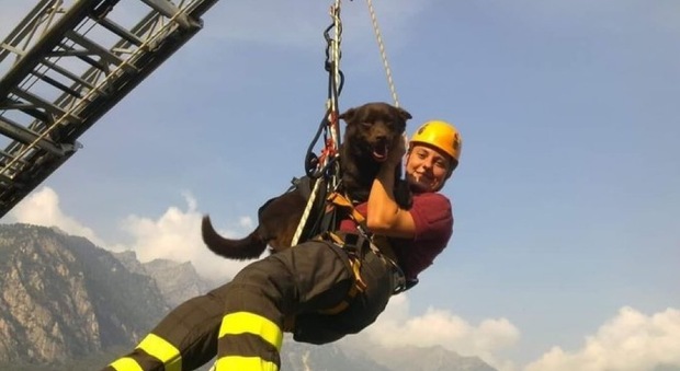 I vigili del fuoco salutano il cane eroe del terremoto di Amatrice: «Ciao Artù, grazie per tutto quello che hai fatto»