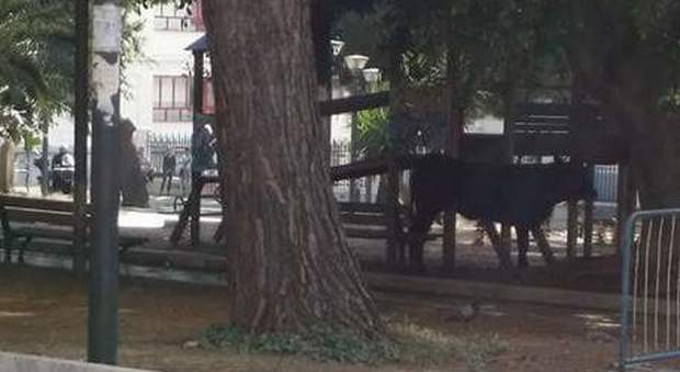 Reggio Calabria, toro semina il panico in città: danneggia auto e viene abbattuto