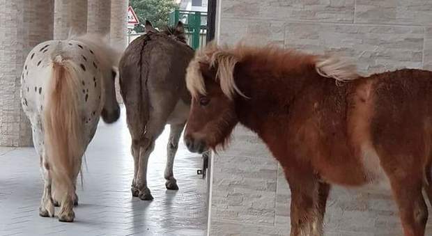 Sorpresa a Crispano, pony in libertà: passeggiata tra scuola e palazzi
