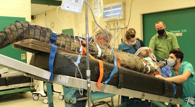 Coccodrillo ingoia una scarpa e rischia di soffocare (ma arriva un veterinario coraggioso)